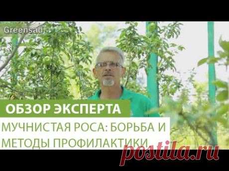 Мучнистая роса: борьба и методы профилактики.
