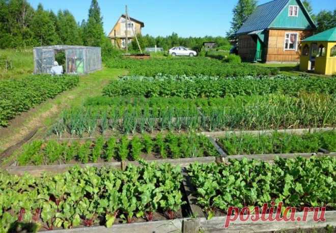 Советы от Галины Кизимы
Чтобы правильно выбрать соседей для каждой культуры стоит помнить, что:
Фасоль, отпугивающая колорадского жука, прекрасно подходит в качестве уплотняющей культуры при посадке картофеля и баклажанов.
Горох, насыщающий почву азотом, является отличным соседом для свёклы, огурцов и репы.
Чеснок, посаженный вдоль картофеля, защитит его от фитофтороза.
Укроп, мята и сельдерей защищают капусту от многочисленных вредителей.
Для томатов в качестве соседа под...