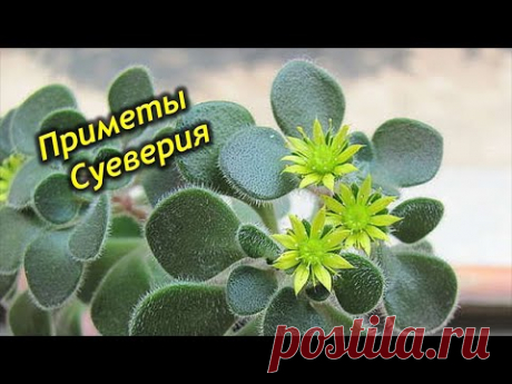 Дерево любви в доме. Приметы и суеверия об аихризоне.