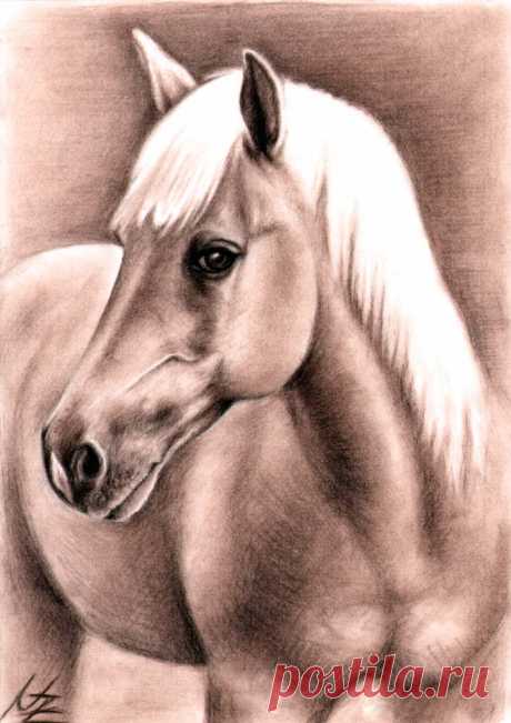 Haflinger Hengst - Stallion by ArtsandDogs on DeviantArt