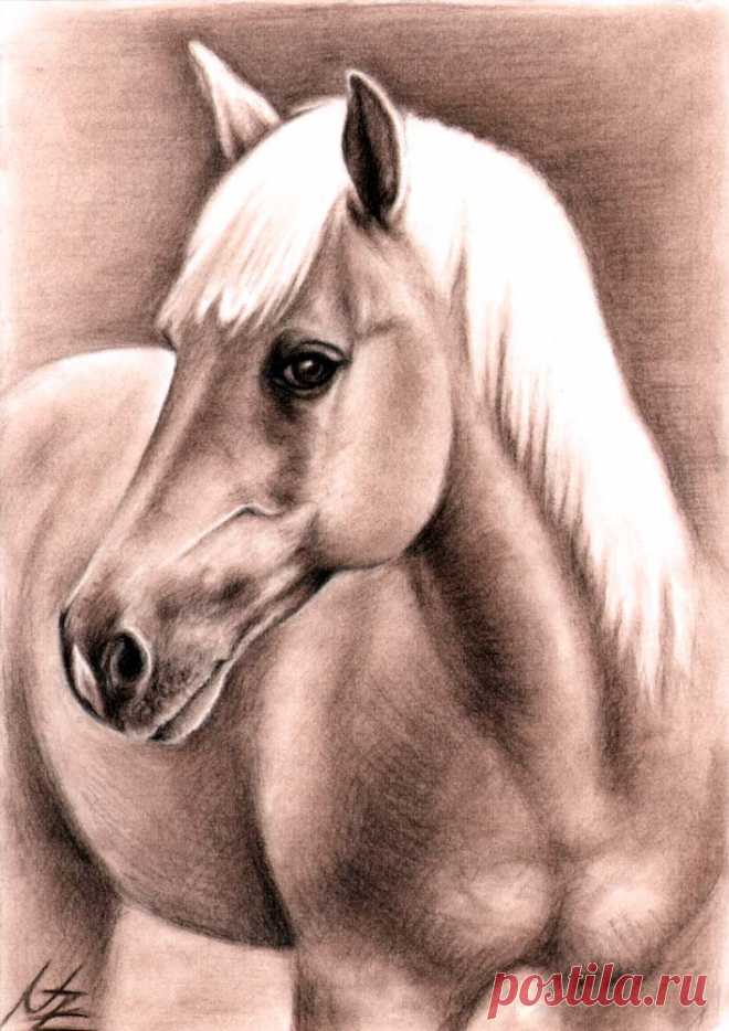 Haflinger Hengst - Stallion by ArtsandDogs on DeviantArt