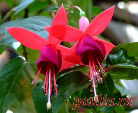 Фуксия (лат. Fuchsia Triphylla Flore Coccinea)