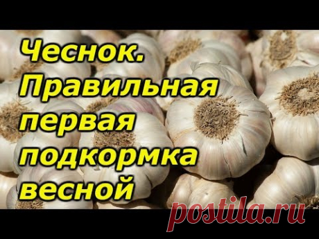 Чеснок-правильная весенняя подкормка озимого чеснока.