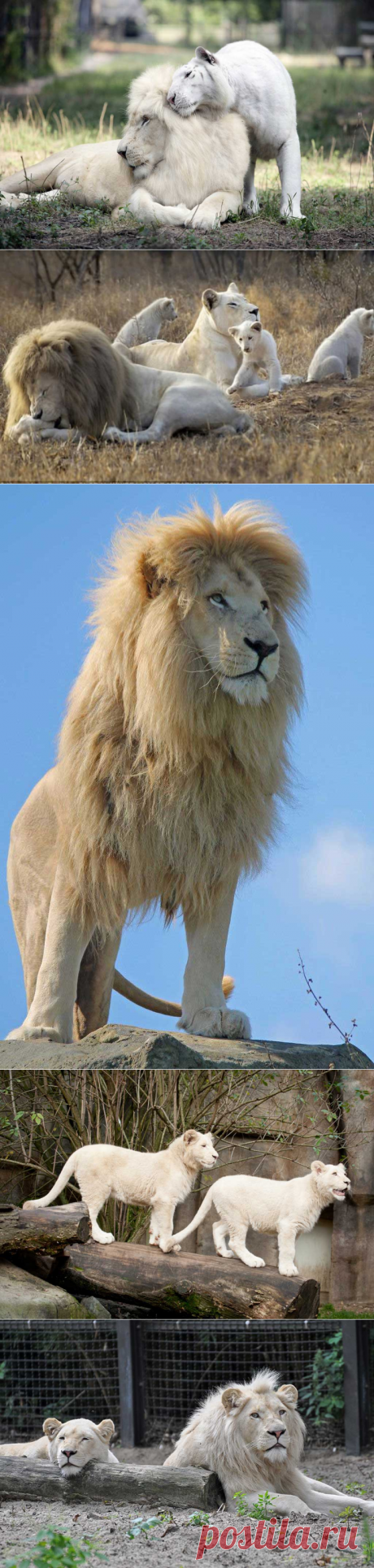 Белый лев
Научно доказано, что белые львы не являются альбиносами. Встречаются белые львы, как с небесно-голубыми, так и с золотым отливом глазами. Отсутствие пигментации в цвете кожи и шерсти говорит о недостатке специального гена.