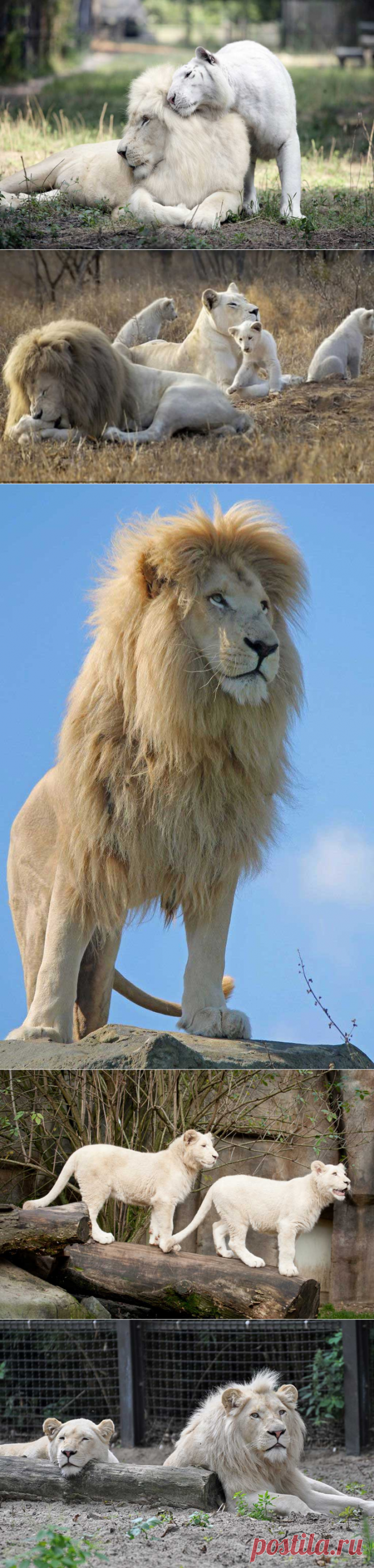 Белый лев
Научно доказано, что белые львы не являются альбиносами. Встречаются белые львы, как с небесно-голубыми, так и с золотым отливом глазами. Отсутствие пигментации в цвете кожи и шерсти говорит о недостатке специального гена.