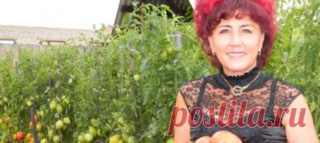 Как вырастить рассаду помидор – Наталья Щербинина из Минусинска делится опытом 

Содержание статьи: 
1. Оптимальные сроки посева семян и подготовка грунта 
2. Подготовка семян и посев на рассаду 
3. Уход за рассадой помидор 

Не многие дачники знают, как вырастить рассаду помидор здоровой и крепкой, Наталья Щербинина (Балуева) из Минусинска с удовольствием делится своей информацией и опытом, чтобы каждый огородник смог оказаться в помидорном раю на собственном участке. Все...