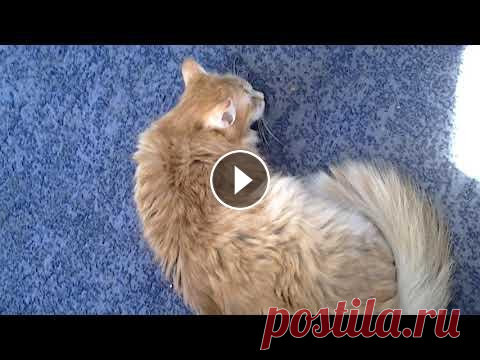 Коты рулетки и подушка против подушки:) Клип и битва...