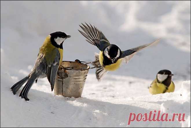 фото с синичками и ведром....
