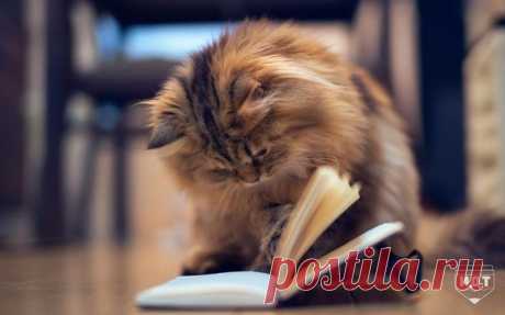 Запись на стене В этом списке книг, вы точно найдете что-то для себя&#128218;1. Р. Брэдбери - Вино из одуванчиков2. Ф. Сафран - Жутко громко и запредельно близко3. Э. М. Ремарк - Три товарища4. Ч. Паланик - Бойцовский клуб5. Аноним - Дневник Алисы6. Д. Грин - В поисках Аляски7. Д..Селиндж..