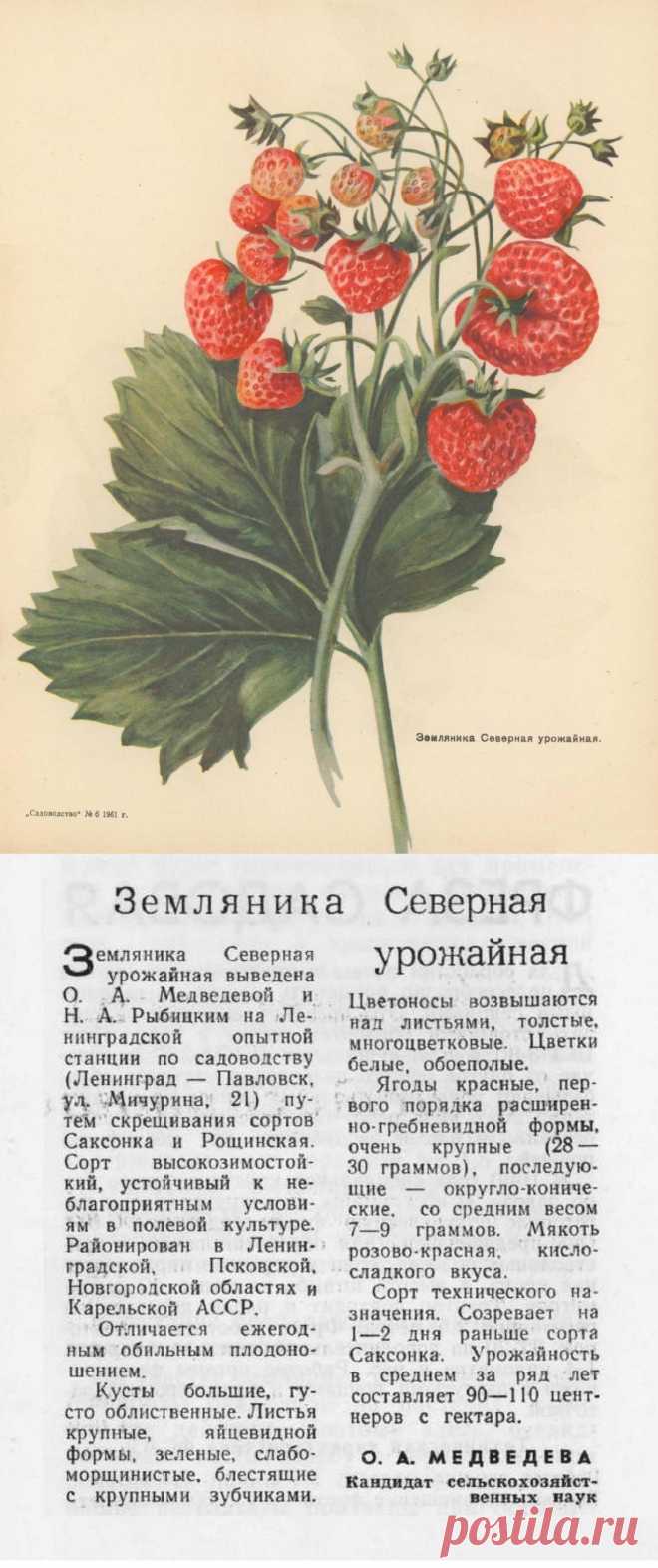 Земляника Северная урожайная