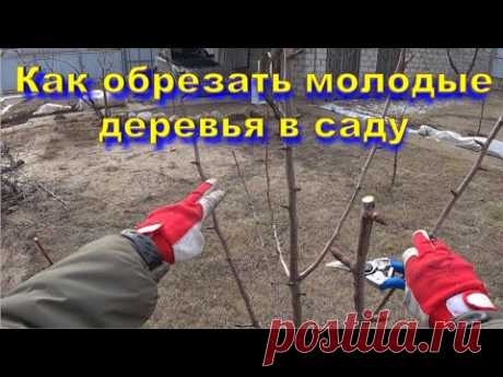 Как обрезать молодые деревья в саду