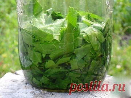 Лечебные свойства и рецепты из листьев хрена.