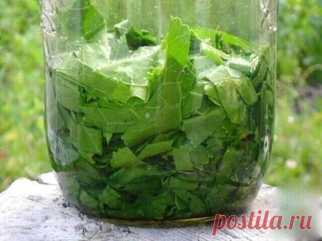 Лечебные свойства и рецепты из листьев хрена.