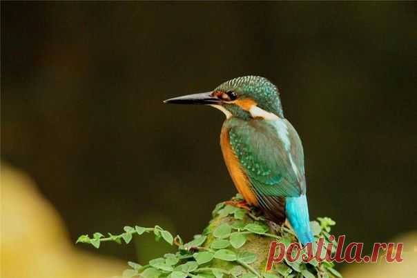 Певчие Птицы