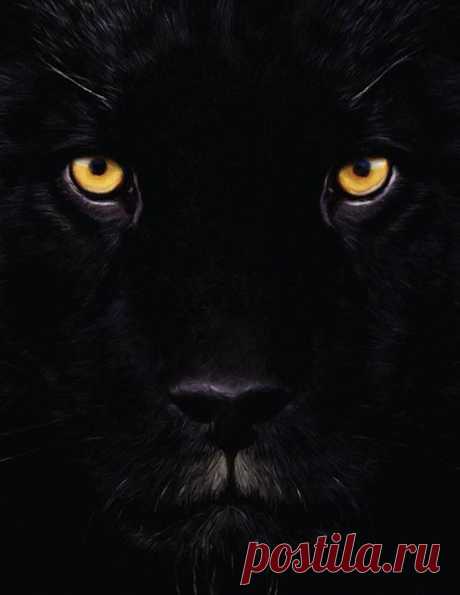 (15) Love Animaux
