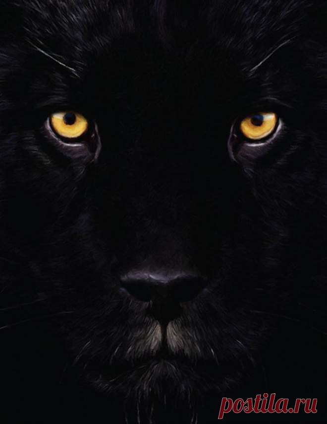 (15) Love Animaux