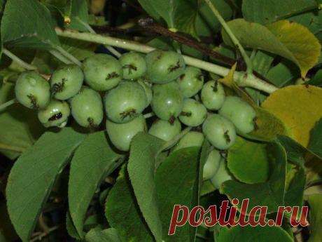 Как выращивать актинидию и перерабатывать ее плоды