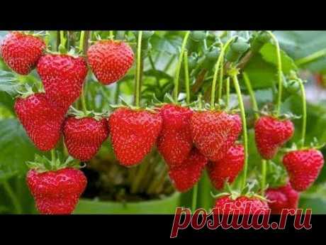 Держатель для клубники