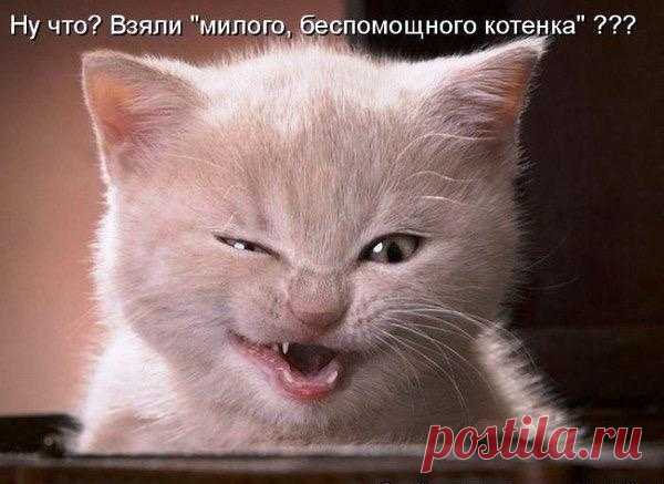 Ох, уж эти животные!