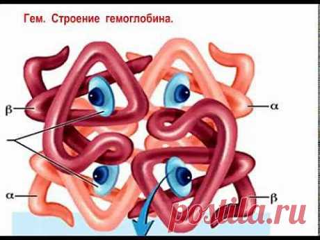 Продукты NSP для здоровья сосудов Шершун Ольга 160613 - YouTube