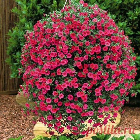 Супер-пышная и красивая петуния шариком: раскрываем секрет