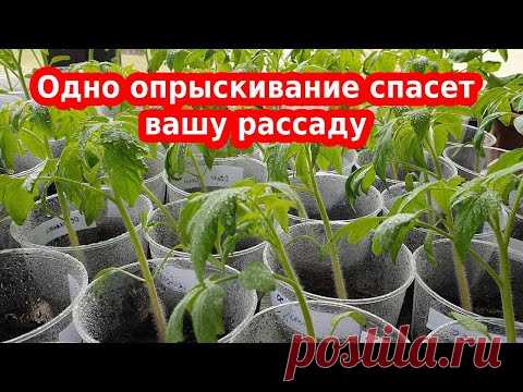 Желтеет рассада, листья помидоров, перца или баклажан