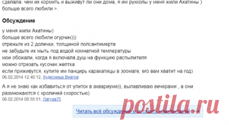 Улитка ахатина. Содержание, кормление, разведение. Уход за улиткой ахатиной