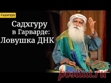 Выступление Садхгуру в Гарварде. «Ловушка ДНК».