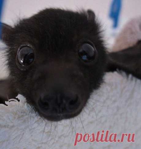 После этого вы не будете бояться летучих мышей