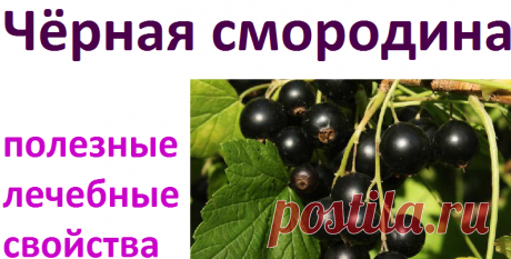 Полезные и лечебные свойства черной смородины | Советы целительницы