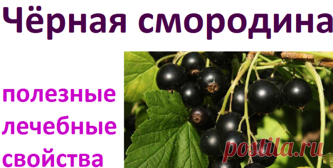 Полезные и лечебные свойства черной смородины | Советы целительницы