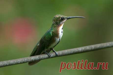 Grünbrustmangokolibri (Anthracothorax prevostii) - Naturbild-Galerie: Kolibris - Fokusnatur Naturfotografie