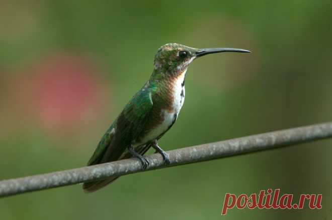 Grünbrustmangokolibri (Anthracothorax prevostii) - Naturbild-Galerie: Kolibris - Fokusnatur Naturfotografie