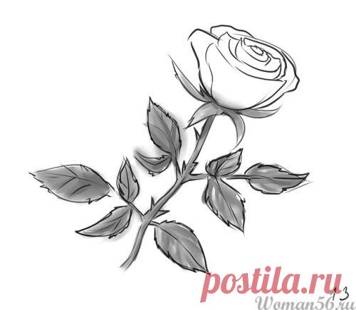 Как нарисовать розу карандашом поэтапно. 12 уроков