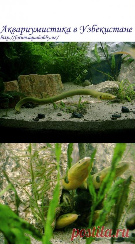 Каламоихт калабарский - Erpetoichthys calabaricus — семейство Многоперовых - Каламоихт - одно из древнейших видов рыб. До сих пор ископаемые предки этих рыб не известны науке. Ареал обитания Каламоихта - Западная Африка, часто встречается в дельте реки Нигер. Предпочитает пресноводные реки и озёра, также встречается в солоноватых водоёмах. Живет в стоячей и медленно движущейся воде.