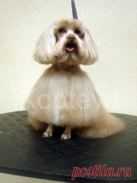 Стрижки | 393 фотографии