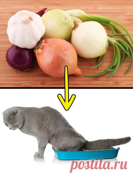 10 обычных для нас продуктов, которые могут нанести вред вашему питомцу