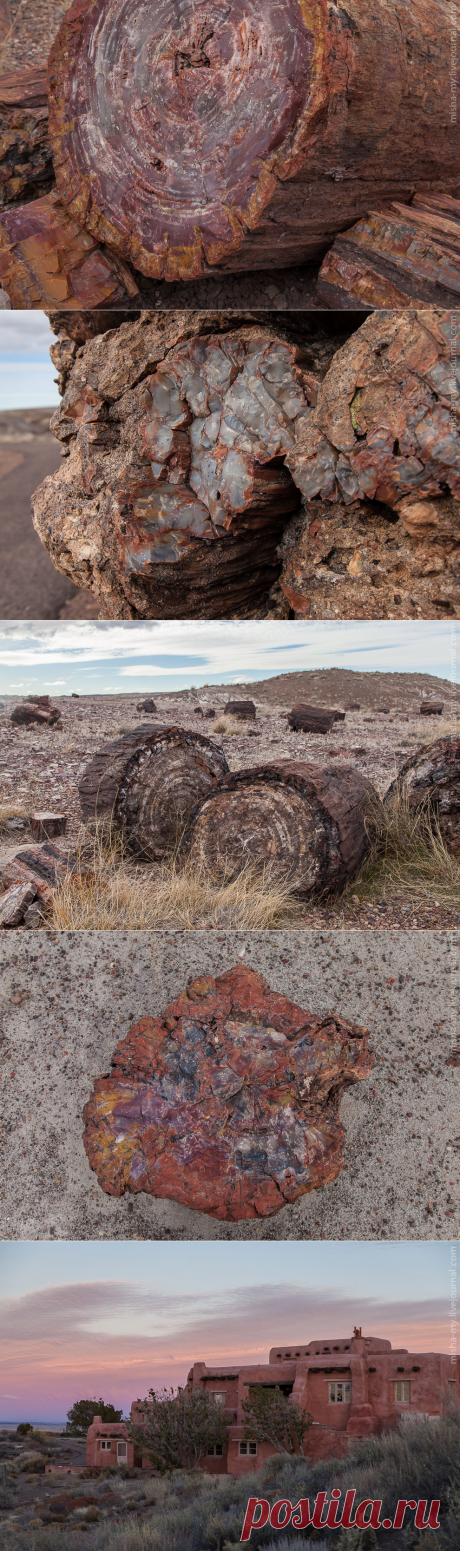 Большая фотопрогулка по национальному парку «Окаменевший лес»