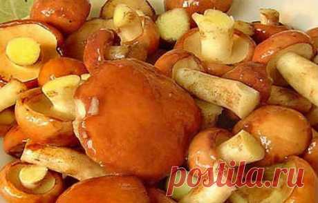 Маслята маринованные - рецепты приготовления на зиму в банках