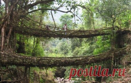 Можно ли вырастить мост? | В мире