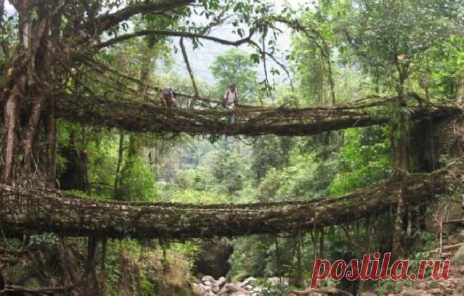 Можно ли вырастить мост? | В мире