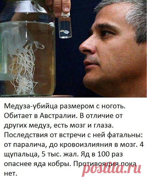 Медуза ируканджи / Физика невозможного!