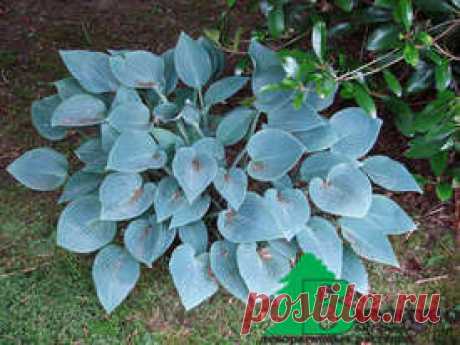 Хоста гибридная "Блю Кадет" (Hosta hybrida Blue Cadet) - Хоста - Многолетники - Каталог - Eko-sad.ru