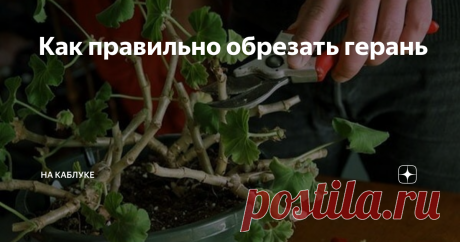 Как правильно обрезать герань Одним из излюбленных комнатных растений у цветоводов является герань. Этот цветок – достойное украшение любого дома. Многообразие оттенков, неприхотливость в уходе – это растение завоевало сердца многих из нас. Но без правильного ухода герань не будет вас восхищать своим пышным цветением и благоуханием. И важной частью этого ухода является обрезка растения.
Пеларгония (так называется комнатная