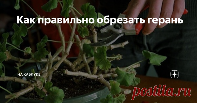 Как правильно обрезать герань Одним из излюбленных комнатных растений у цветоводов является герань. Этот цветок – достойное украшение любого дома. Многообразие оттенков, неприхотливость в уходе – это растение завоевало сердца многих из нас. Но без правильного ухода герань не будет вас восхищать своим пышным цветением и благоуханием. И важной частью этого ухода является обрезка растения.
Пеларгония (так называется комнатная