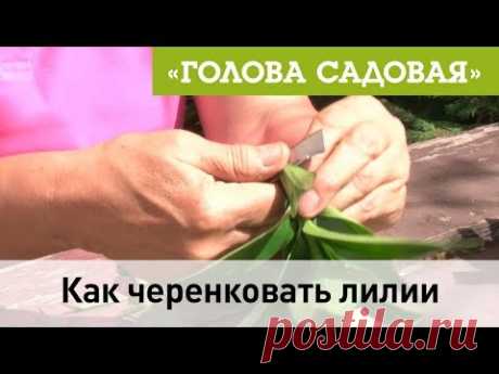 Голова садовая - Как черенковать лилии