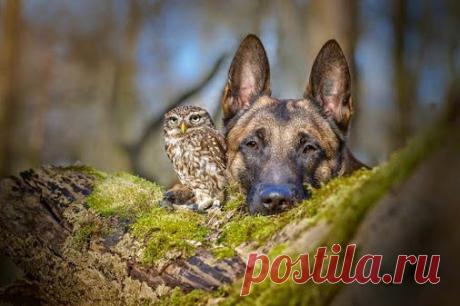 Интерьерные «Игрушки ручной работы» WebКолорит – Google+