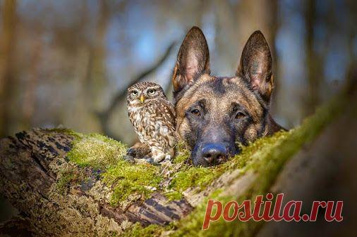 Интерьерные «Игрушки ручной работы» WebКолорит – Google+