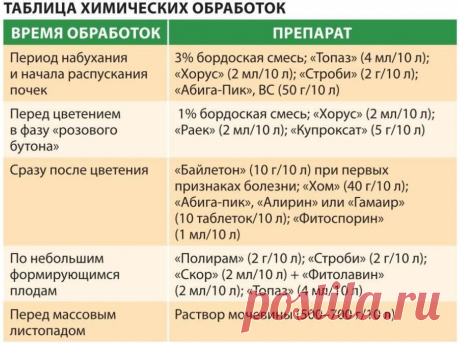 Ржавчина груши: лечение и профилактика заболевания | Энциклопедия домовладельца