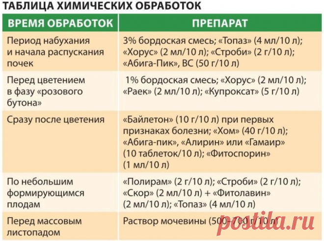 Ржавчина груши: лечение и профилактика заболевания | Энциклопедия домовладельца
